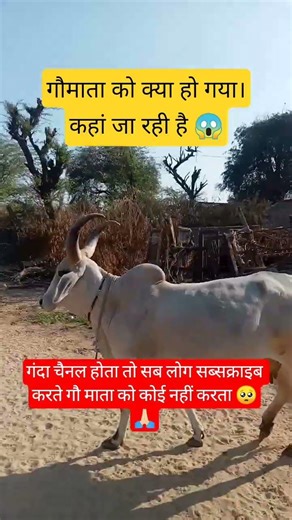 जय गौमाता 🙏 #shortsfeed #shorts #motivation #100millon #cow #flutemusic