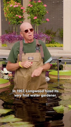 We had a wonderful time participating in Denver Botanic Gardens’ Waterlily Weigh-Off this summer—and we’re excited to share the story behind one of the stars of the competition: our very own Victoria ‘Longwood Hybrid’. Horticulture Specialty Grower Tim Jennings shares the fascinating history of this remarkable plant, hybridized right here at Longwood in 1960 by his mentor, Patrick Nutt. Known for its immense floating leaves—some stretching more than six feet across—this extraordinary plant has b