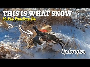 EXPLOSIVE Flush! Late Season Pheasants in the Snow