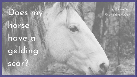 Does my horse have a gelding scar?