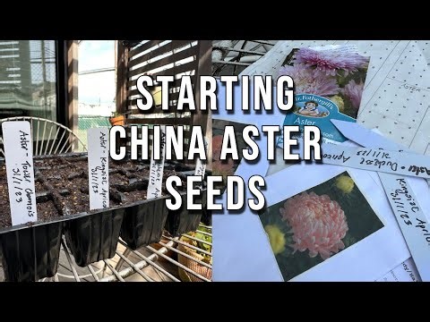 Sowing China Aster Seeds For My Cut Flower Garden Allotment