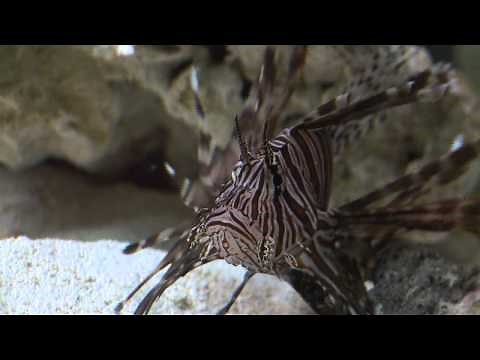 Lionfish Feeding Frenzy