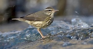 Louisiana Waterthrush Sounds, All About Birds, Cornell Lab of Ornithology
