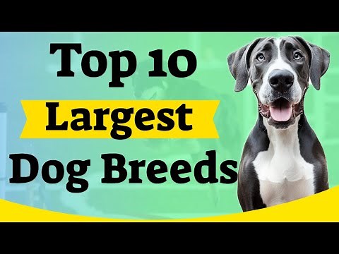 Top 10 Largest Dog Breeds | AKC