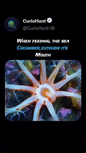 Sea Cucumber in Action!