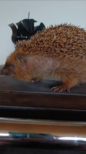 226 reactions · 13 comments | Diana Stehr on Reels | Facebook