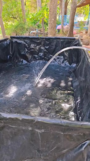 Raising river minnows, minnow fish, buffalo minnows. #reels | One Mango 1