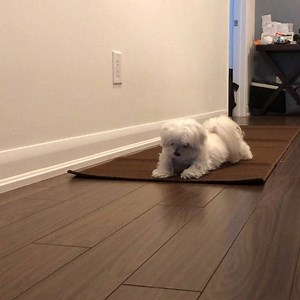 1.2K views · 187 reactions | It’s called ‘Downward dog’ pose for a reason 律‍♀️#dogmaste (trying out a new rug for Milo to run up and down the hall during cold days like today when he’s stuck indoors 略) | Milo Meets World | Facebook