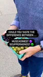 🍇 MUSCADINES OR SCUPPERNONGS: COULD YOU TASTE THE DIFFERENCE?: We blindfolded 5 Bama Buzz team members to see if they could tell these Southern grapes apart! What exactly are muscadines scuppernongs?👇 🟣Muscadines: ⭐️ Grape species native to the Southeastern US ⭐️ Typically bronze, black, or red ⭐️ Can be made into a popular wine ⭐️ Cultivated since the 16th century! ⭐️ Known for thick skins seeds 🟢Scuppernongs: ⭐️ A VARIETY of Muscadine ⭐️ Typically green or bronze ⭐️ Can be made into for ja