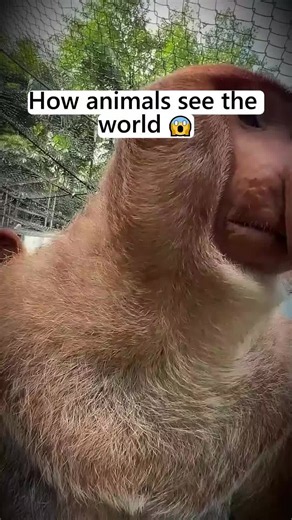 How animals see the world | How Animals See The World