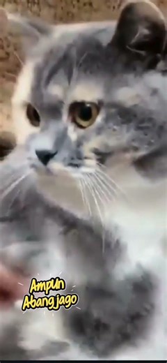 Kucing dance Abang Jago #cat #kucinglucubandung #kucing