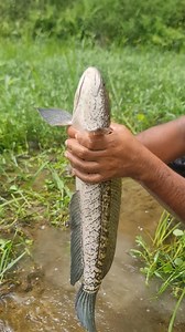 Most INVASIVE FISH Bullseye Snakehead | Catch Fish With ET