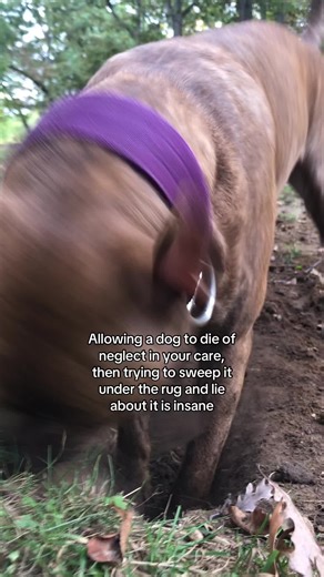 Understanding Accountability in Dog Care