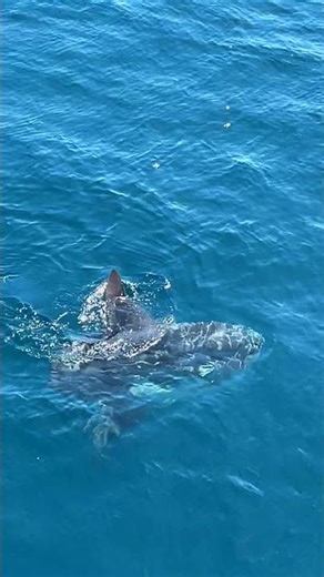 🌊 Giant Mola Sunfish Up Close | Ocean’s Gentle Giant