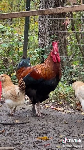 Crow vs Rooster: An Unexpected Battle