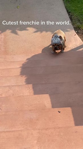 #foryourpage #4u #frenchbulldogs #frenchie #frenchbulldogsoftiktok #frenchiesoftiktok #frenchiepuppy #frenchbulldog #frenchbulldogpuppies #frenchies
