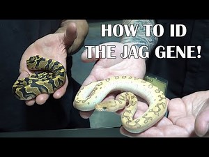 JAGUAR GENE IN BALL PYTHONS with HARDWIRED EXOTICS!