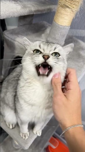 No, I’m Evil Kitty..