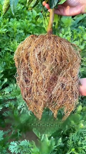 🌿 Give your plants the powerful start they deserve! 🌱 This professional-grade root booster helps develop strong, dense root systems — ensuring your plants absorb more water and nutrients for faster, healthier growth. 💪 Perfect for seedlings, transplants, and stressed plants, it activates root cells to promote rapid development and stability. 🌼 Your crops and garden plants will grow stronger, greener, and more resilient against environmental challenges. 🌞 Easy to apply and suitable for veget