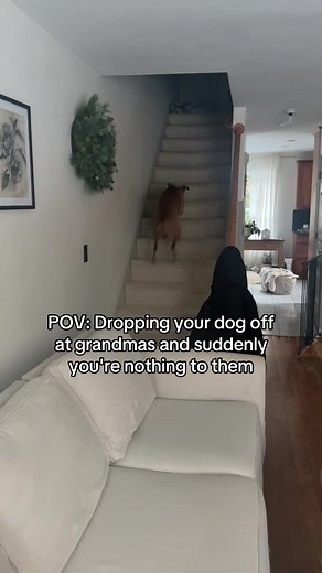 Dog's Reactions: Leaving Them at Grandma's!