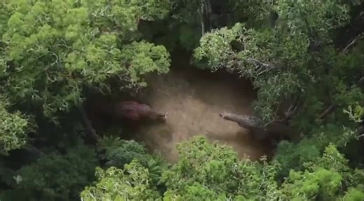 #realatable #meme #viral #dino | meme videos