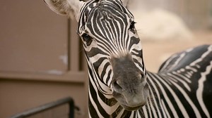 Contrary to her species' reputation, our girl Zari proves that zebras can be trained. | San Diego Zoo