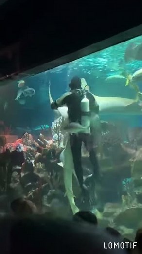 Scuba Diver Dances With Shark || ViralHog