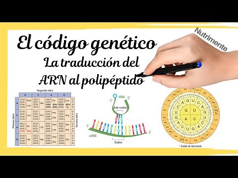 El CÓDIGO GENÉTICO [La traducción del ARNm al polipéptido]