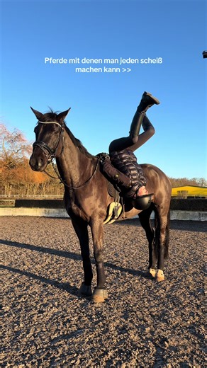 Pferde und ihre lustigen Tricks: Lieblingsquatschpony