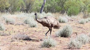 Australian Emu Searching Food Stock Footage Video (100% Royalty-free) 1062734809 | Shutterstock