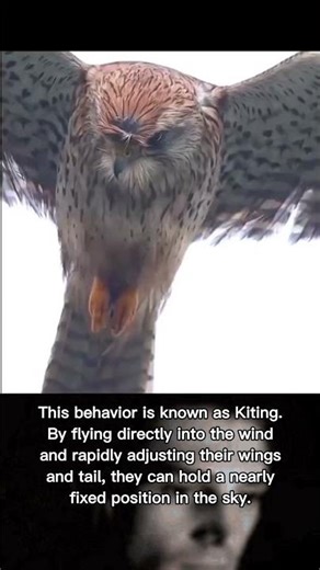 Falcons can freeze mid-air while hunting #shortsfeed #shorts #ytshorts #falcons #hunter