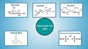 3.3K views · 147 reactions | #Triple_Sugar_Iron_Agar_Test | BS Medical Laboratory Technology | Facebook