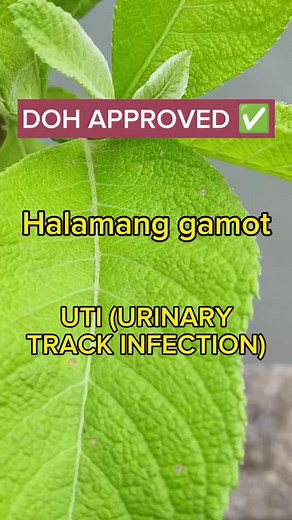 44K views · 565 reactions | DOH APPROVED ✅ Halamang gamot para sa UTI. Iwasan ang mga side effects ng antibiotics subukan ang natural na paraan. #herbalnagamot #alternatibongmedisina #herbalremedies #UTI #Benefits #halamanggamot #herbal #halaman #cure #urinarytractinfection #sambung #sambong #SambongLeaves | Herbal na Gamot | Facebook