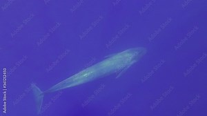 Blue whale slowly swims in blue water in the morning sunrays. Great Blue whale - Balaenoptera musculus. Slow motion, Underwater shot, High-angle shot, Indian ocean, Indian Ocean