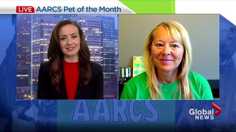 AARCS adoptable pet of the month