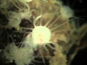 102- Jellyfish reproduction