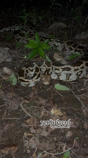 wild india 05 foundation on Instagram: "Python Hissing Sound 🔊"