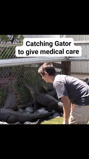 Catching Gator to give care at Colorado Gator Farm #Alligators | Wild Charles