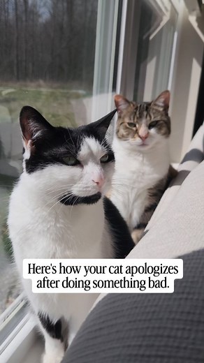 216K views · 29K reactions | Here's how your cat apologizes after doing something bad. #catbehavior #cats #catsoffacebook #catfacts #catsofinstagram #cats101 | oreoandpumpkinspice | Facebook