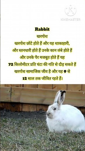 "animals name with fact "animals name with animation" #facts #animals
