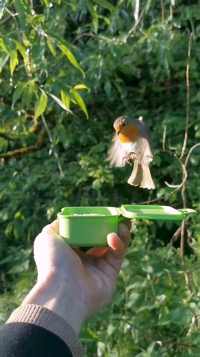 25K views · 3.7K reactions | #rockytherobin flying over for some food with such elegance and precision 李 | The Robin Whisperer | Facebook