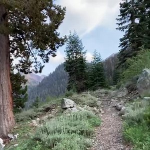 5K views · 391 reactions | Join us on a one-minute nature walk in Mineral King, Sequoia National Park. | Sequoia Parks Conservancy | Facebook