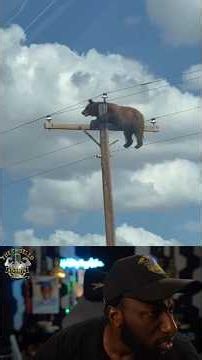 HOW THE HELL DID A BEAR GET UP THERE?!?