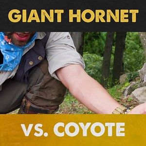 The aftermath of the Japanese Giant Hornet sting... from JAPAN! | Coyote Peterson