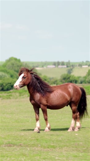 Ride Through Wales’ Wild Beauty 🐎 | Tregoyd Mountain Riders in Bannau Brycheiniog
