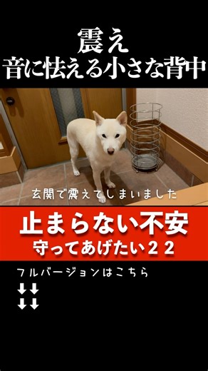 待合の小さな音に耐えられず...震え続けた柴犬の診察記録 #柴犬 #震える犬 #恐怖症