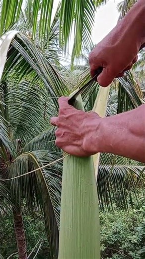 #fast #catting flowers only from coconutree