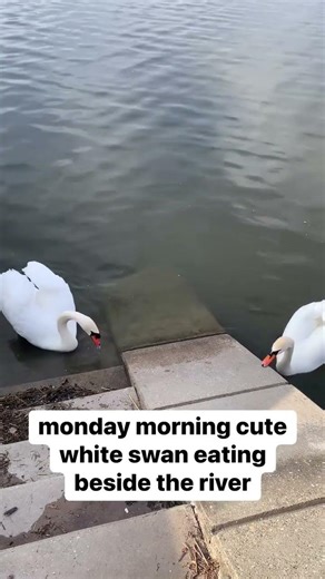 Beautiful Wild Swan Searching For Food | At Donau River Vienna 🇦🇹