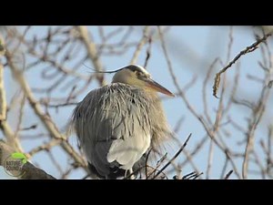 Recording nature sounds