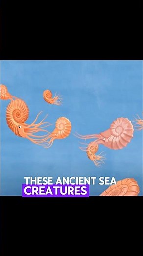 How Ammonite Fossils Formed #shorts